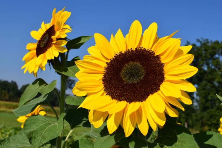 Wetterstatistik: Klimatologie in Wien im August 2019 im ...