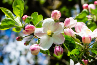 Die Apfelblüte - Eines der klassischen Frühlingsfotomotive.