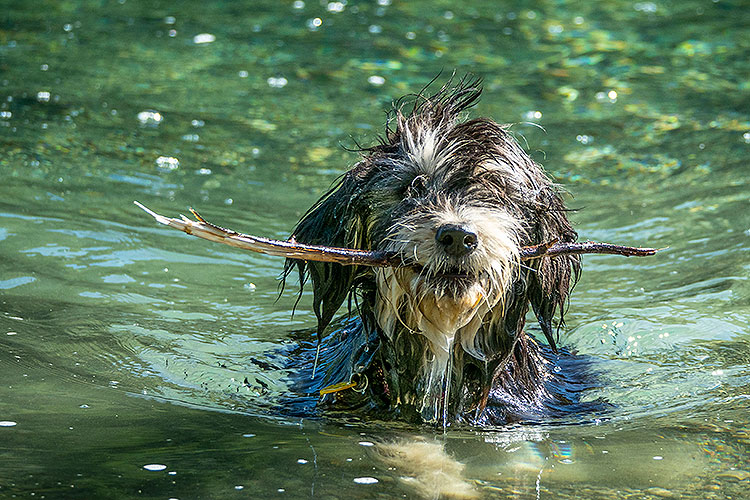 Hund im Wasser - Foto: USDA Forest Service, Public Domain
